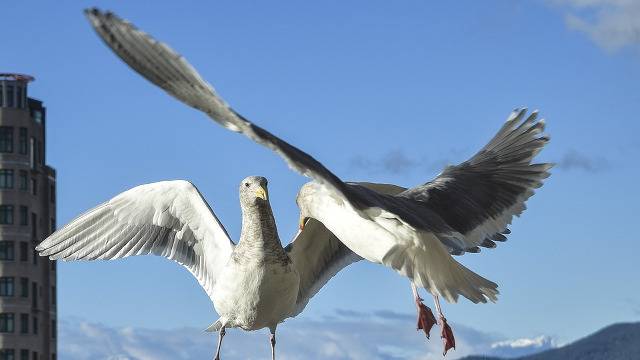 Confrontational vs avoids confrontation